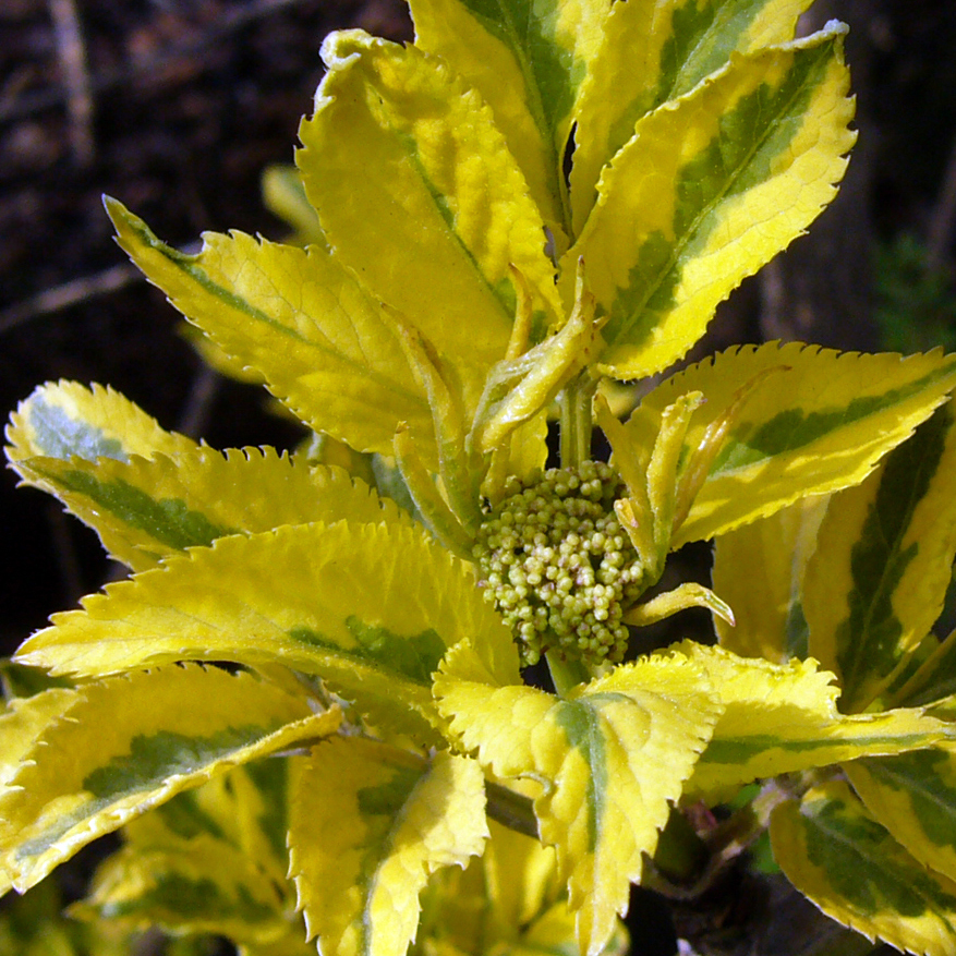 Gelbbunter Holunder - Sambucus nigra ‘Madonna’ - weiß