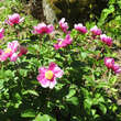 Paeonia mascula: Bild 1/1
