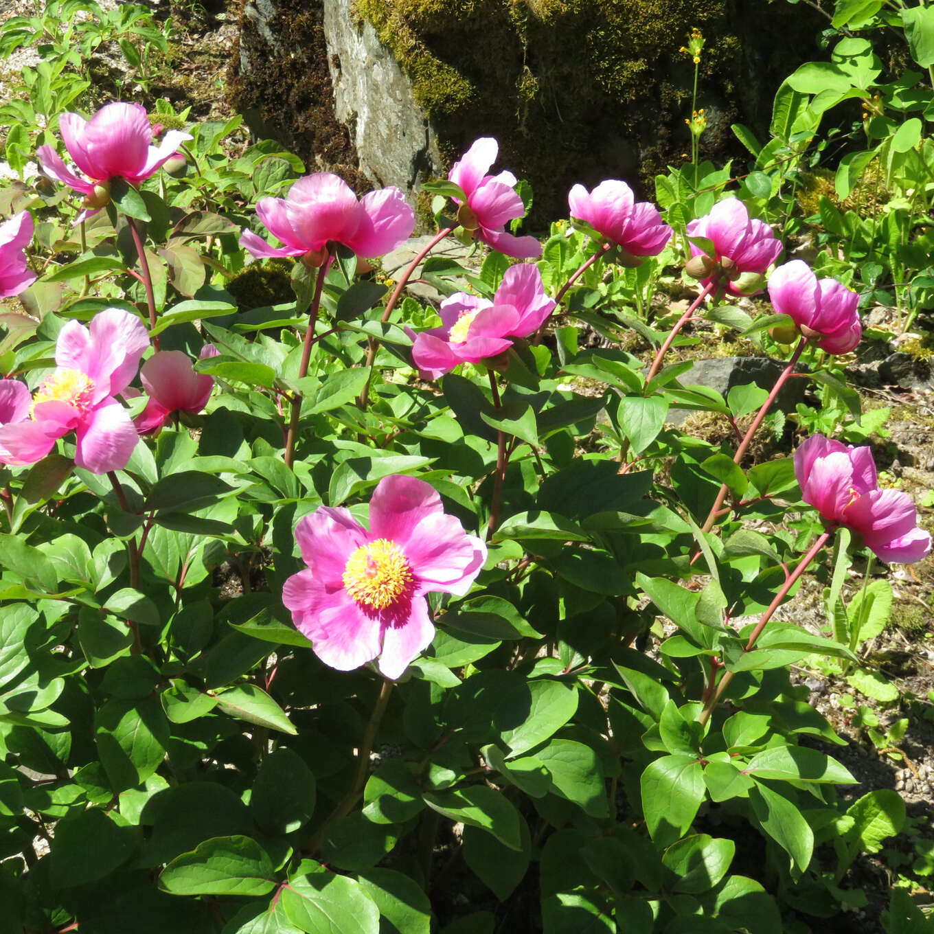 Pfingstrose Paeonia mascula