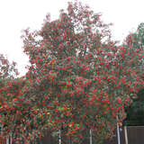 Sorbus aria - Mehlbeere