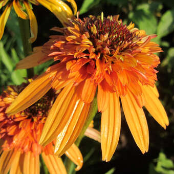 Echinacea purpurea 'Marmalade'