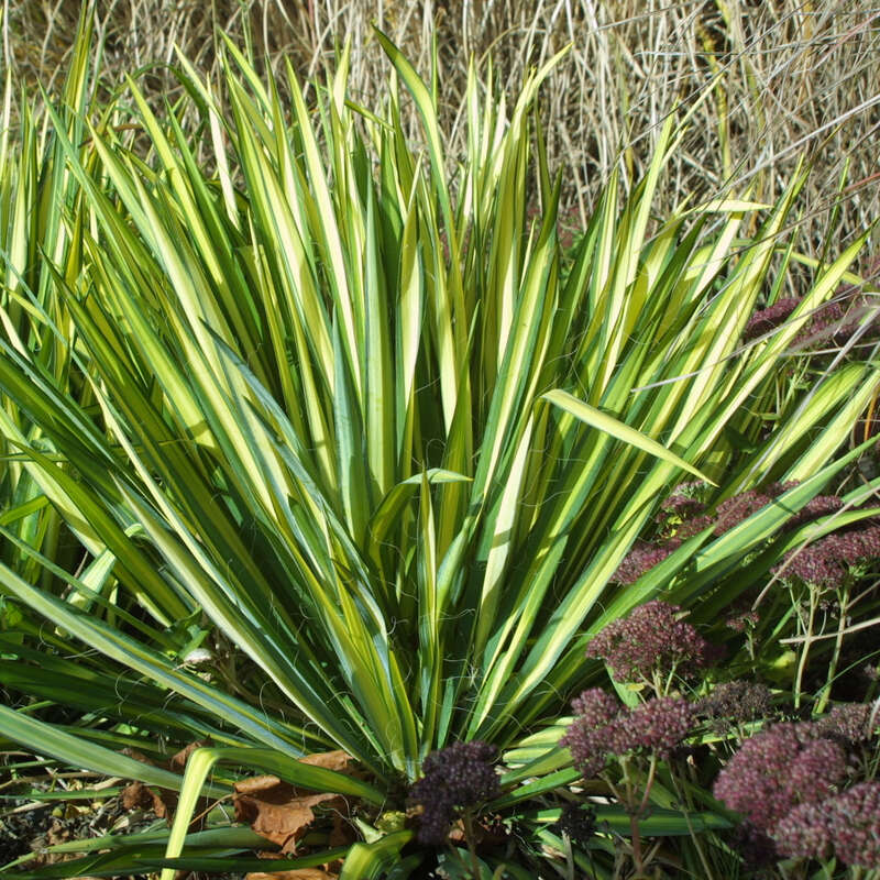 Palmlilie - Yucca flaccida 'Golden Sword'