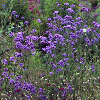 Verbena bonariensis