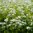 Galium odoratum: Bild 8/8