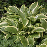 Hosta 'So Sweet' - Funkie, Herzlilie