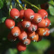 Sorbus aria 'Lutescens': Bild 4/8