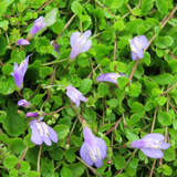 Mazus reptans 'Purple' - Lippenmäulchen