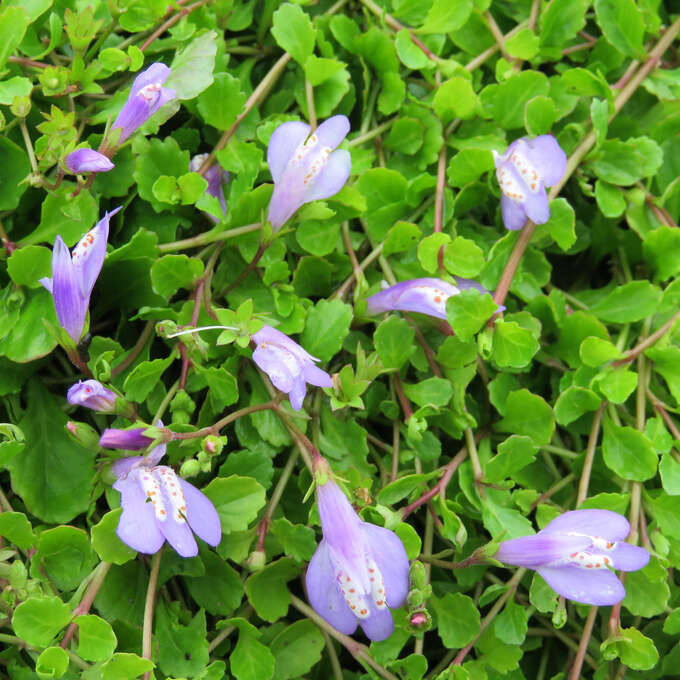 Lippenmäulchen Mazus reptans 'Purple' blau
