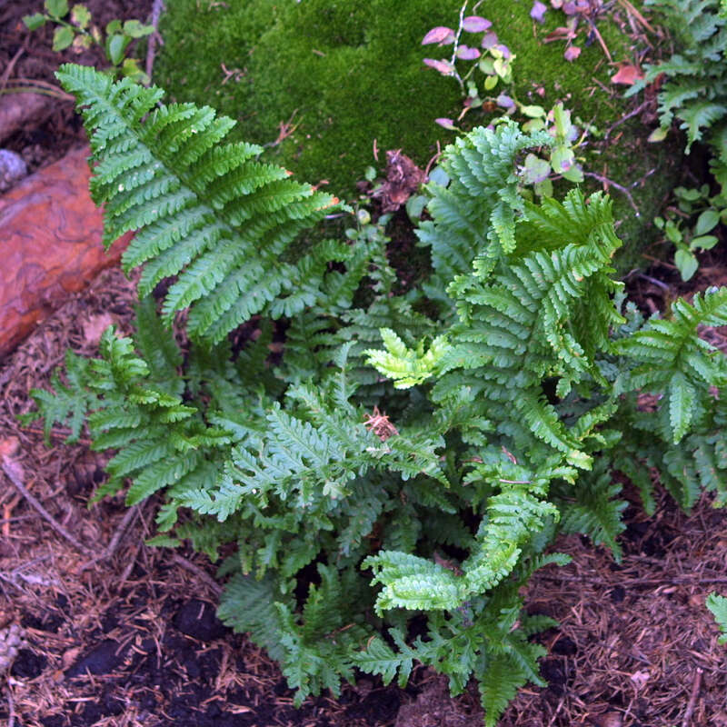 Wurmfarn - Dryopteris filix-mas 'Crispa Cristata' - grn
