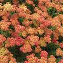 Achillea millefolium 'Carmine' - Schafgarbe