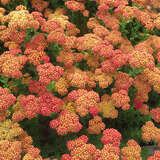 Achillea millefolium  'Carmine' - Schafgarbe