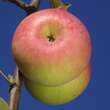 Malus dom. 'Ontario': Bild 1/1
