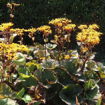 Ligularia dentata 'Othello'