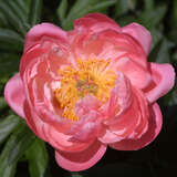 Paeonia lactiflora 'Coral Charm' - Pfingstrose