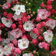 Kalmia latifolia 'Ostbo Red': Bild 1/2