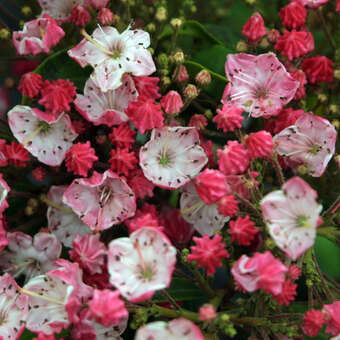 Kalmia latifolia 'Ostbo Red'