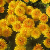 Chrysanthemum kor. 'Copycat' - Herbstchrysantheme