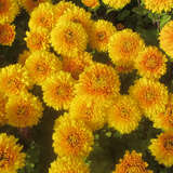 Chrysanthemum koreanum'Copycat' - Herbstchrysantheme
