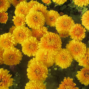 Chrysanthemum kor. 'Copycat'