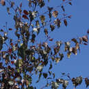 Betula pendula 'Purpurea' - Blutbirke