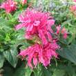 Monarda 'Cranberry Lace': Bild 1/1