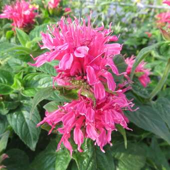 Monarda 'Cranberry Lace'