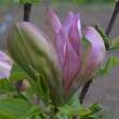 Magnolia brookl. 'Woodsman': Bild 5/5