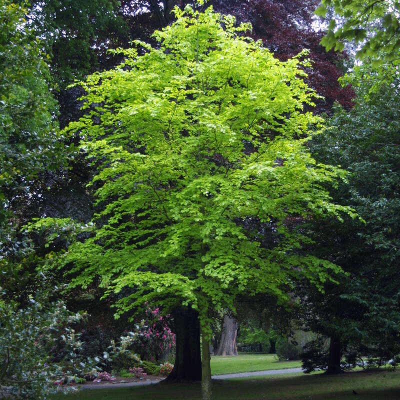 Goldbuche - Fagus sylvatica 'Zlatia'