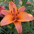 Lilium 'Petit Saigon': Bild 3/3
