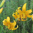 Lilium auratum 'Citronella': Bild 2/3