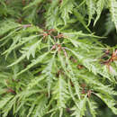 Fagus sylvatica 'Asplenifolia' - Farnblättrige Buche