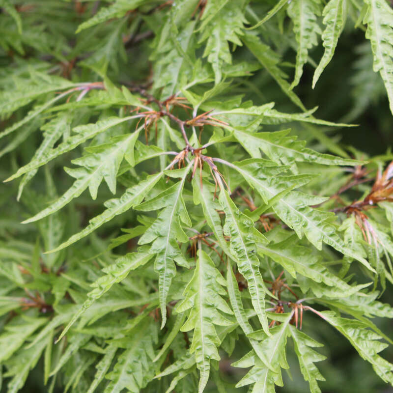 Farnblttrige Buche - Fagus sylvatica 'Asplenifolia' - grn