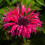 Monarda 'Bee Merry' - Indianernessel