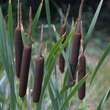 Typha latifolia: Bild 2/6
