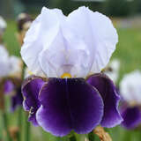 Iris germanica 'Braithwait' - Hohe Schwertlilie, Iris