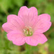 Geranium endressii 'Wargrave Pink': Bild 1/7