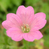 Geranium endressii 'Wargrave Pink' - Storchschnabel