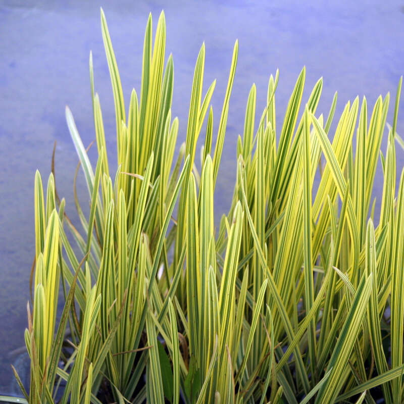 Gestreiftes Sgras - Glyceria maxima 'Variegata' - aufrechte Rispen,  Bltenhhe 50 cm
