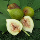 Ficus carica 'Osborn Prolific' - Fruchtfeige