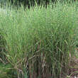 Miscanthus sinensis 'Strictus': Bild 3/7