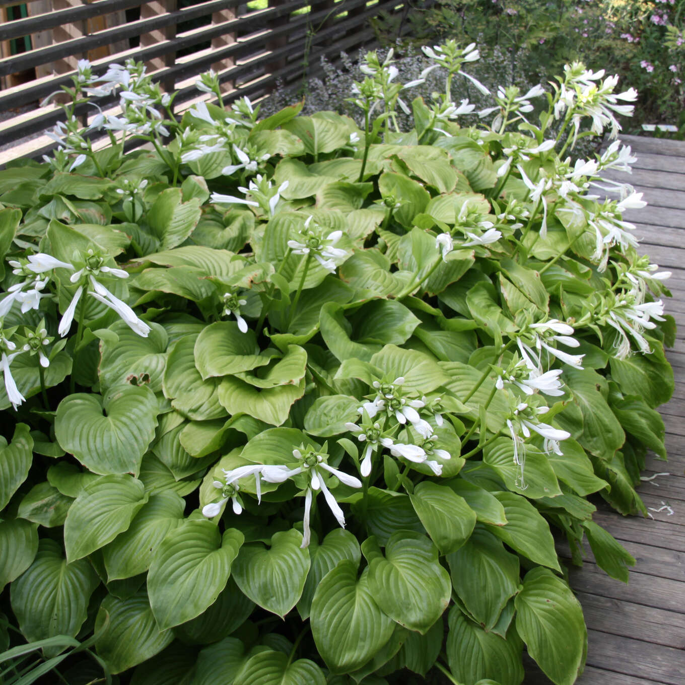 Funkie, Herzlilie Hosta plantaginea 'Aphrodite' weiß