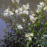 Filipendula ulmaria - Spierstaude, Mädesüß