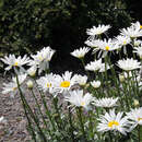 Leucanthemella serotina (Chrys.) - Herbstmargerite