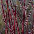 Cornus alba 'Sibirica': Bild 2/2