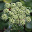 Angelica pachycarpa: Bild 2/4