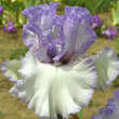 Iris germanica 'Established Powers': Bild 3/3
