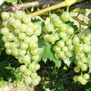 Vitis vinifera 'Bianca' - Weinrebe