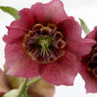 Helleborus or. 'Spring Mint': Bild 2/2