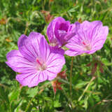 Geranium 'Blushing Turtle' - Storchschnabel