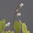Epimedium 'Alabaster': Bild 1/2